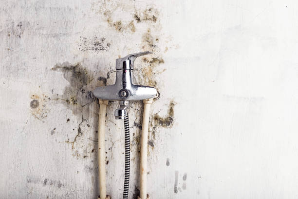 Best Affordable Mold Removal  in Riley, KS
