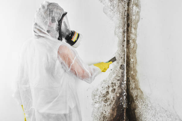 Best Mold Cleaning Services  in Riley, KS
