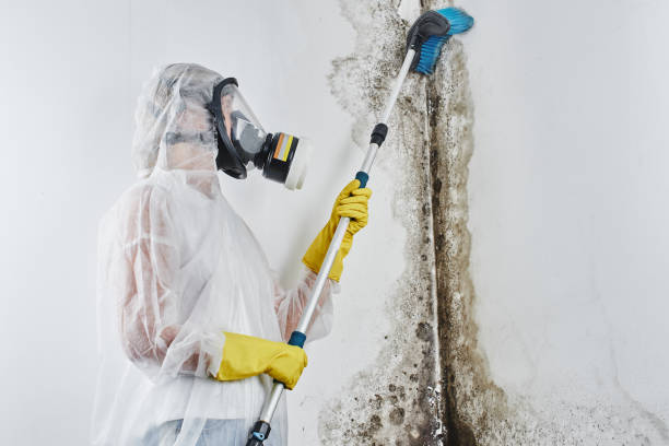 Best Mold Removal and Inspection  in Riley, KS
