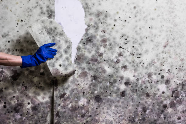 Best Fast Mold Removal  in Riley, KS