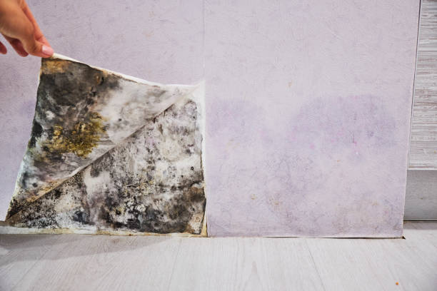 Best Best Mold Removal Companies  in Riley, KS